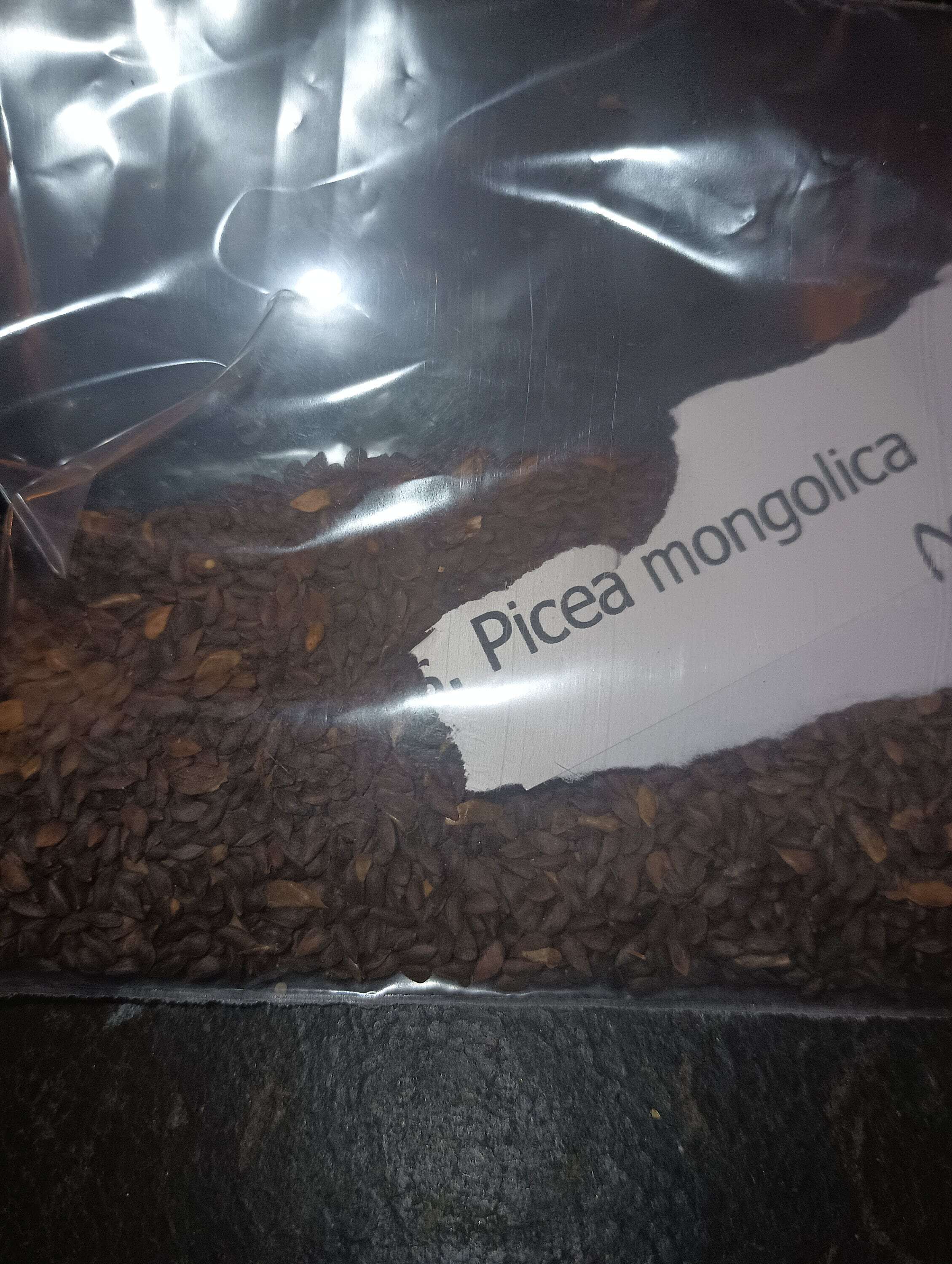 Mongolian Spruce Tree Seeds Picea Mongolica TreeSeedMan TREE