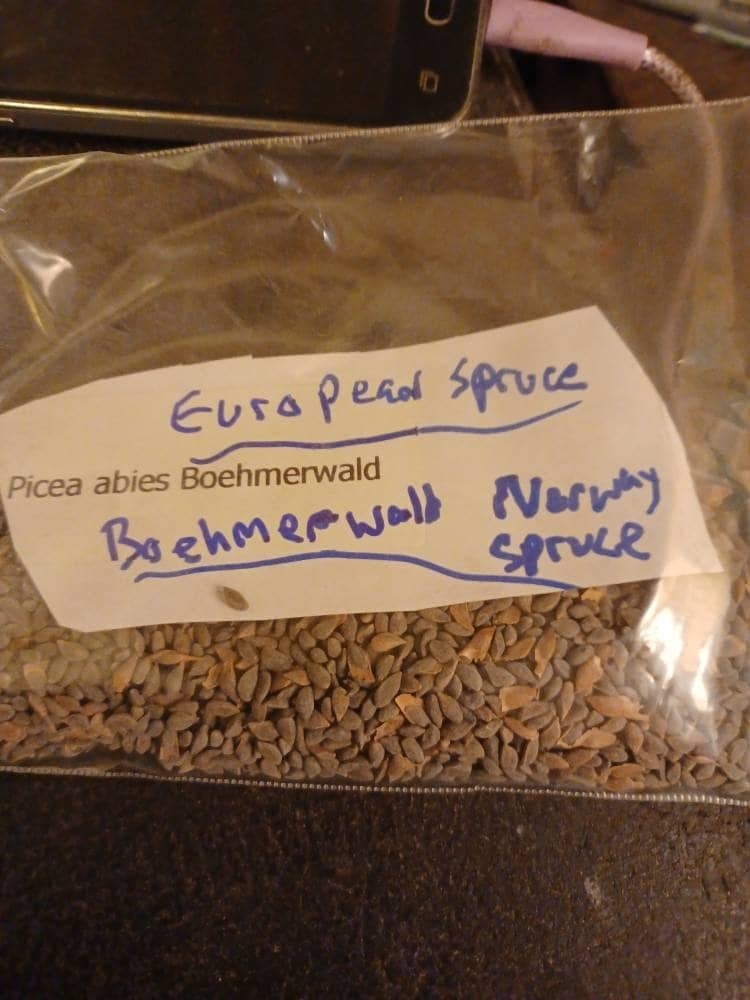 European Spruce Tree Seeds Picea Abies Boehmerwald Boehmerwald