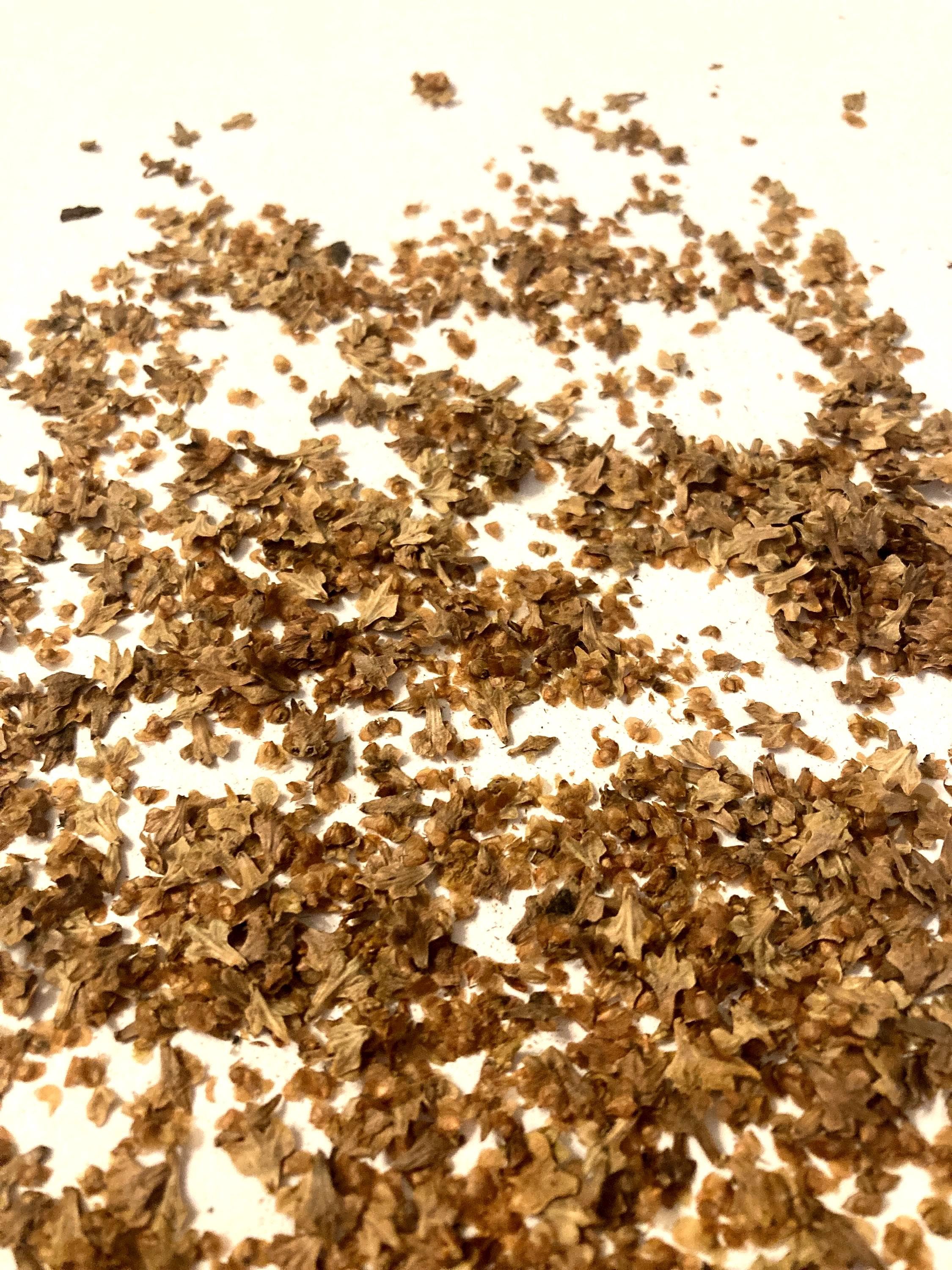 Are Birch Tree Seeds Poisonous at Steven Obrien blog
