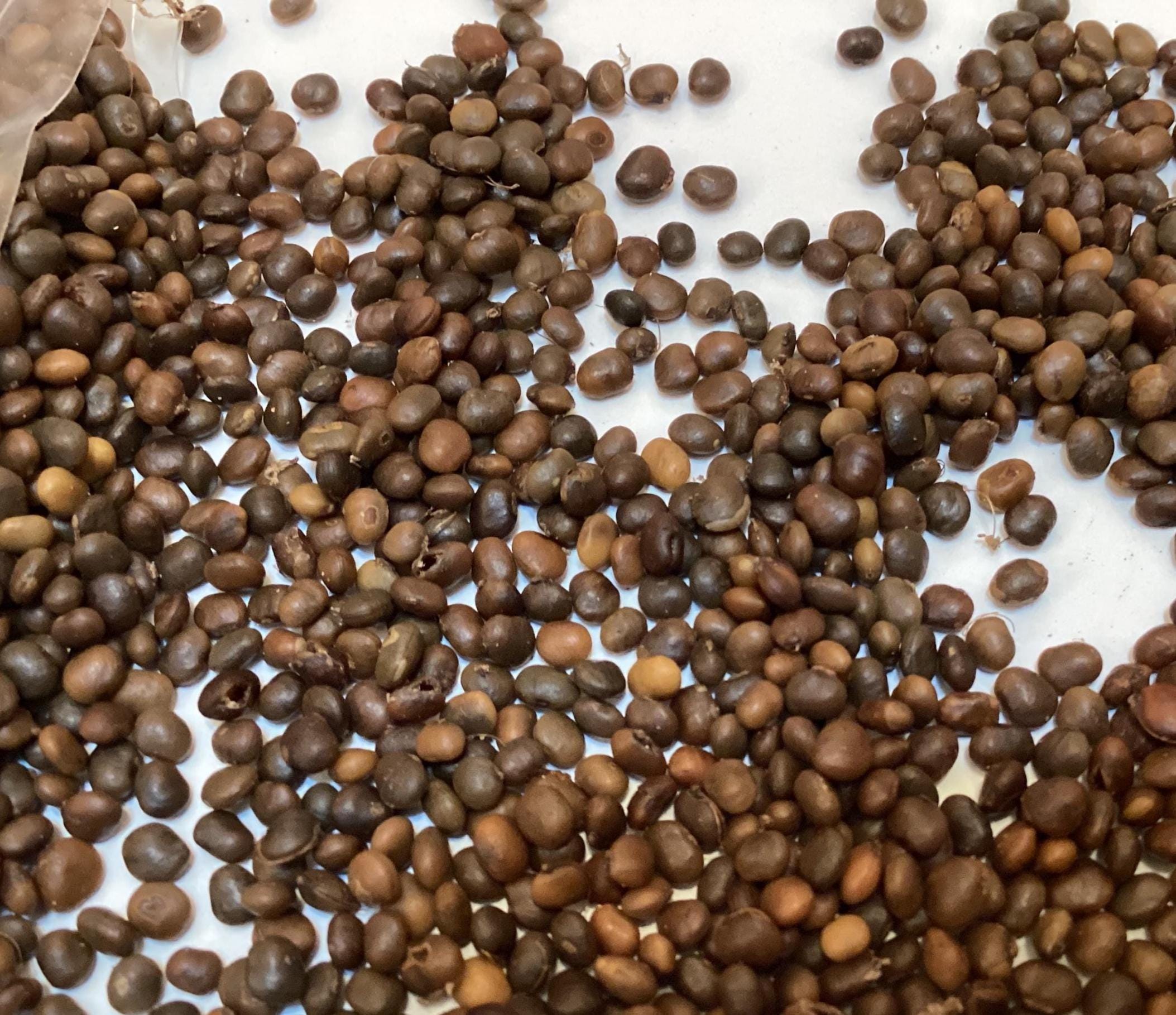 Venetian Sumac Tree Seeds COTINUS COGGYGRIA Smokebush Common venetian-sumac-tree-seeds-cotinus-coggygria-smokebush-common