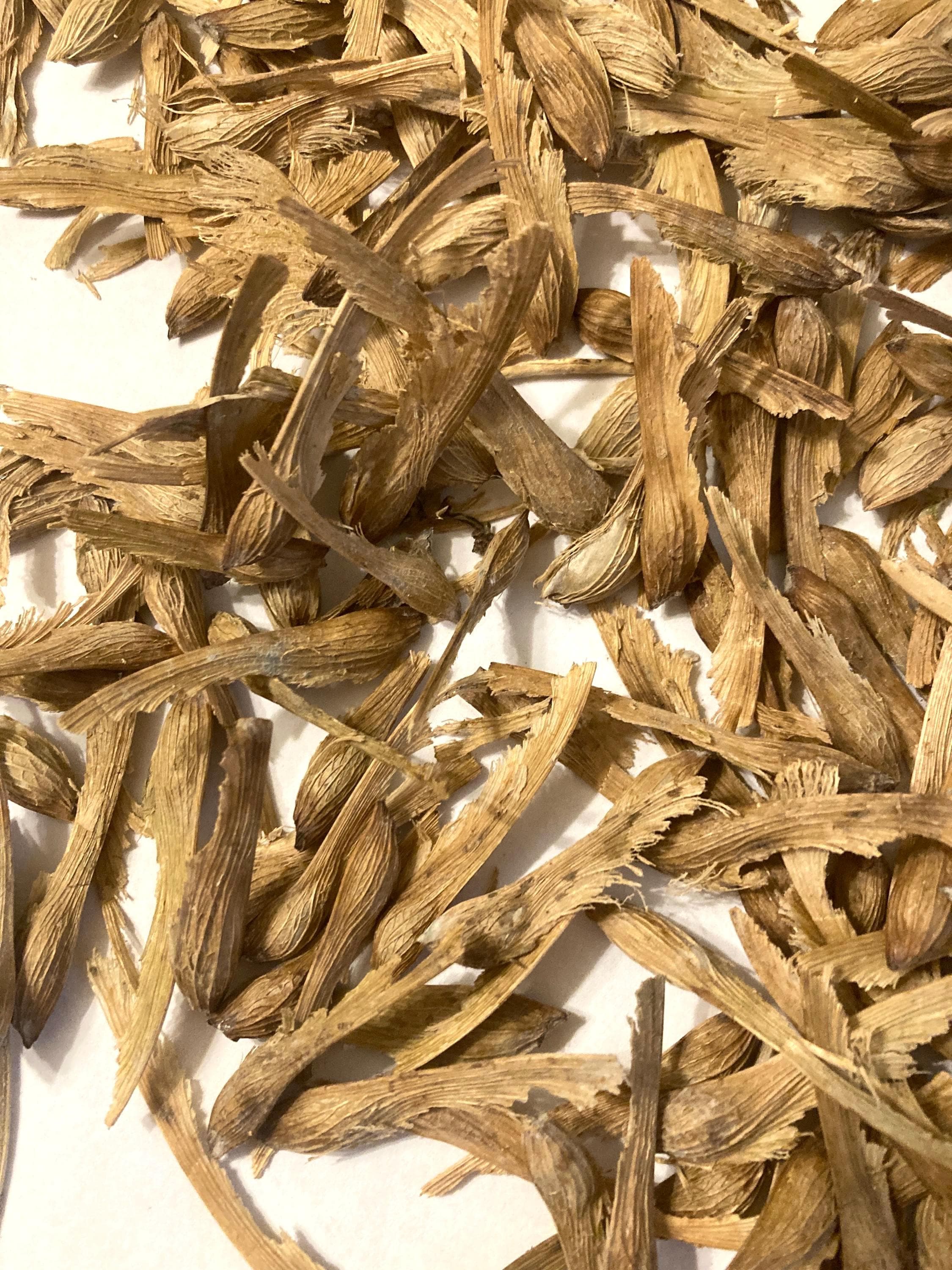 Silver Maple Tree Seeds (ACER SACCHARINUM) (Soft Maple) (White Maple ...