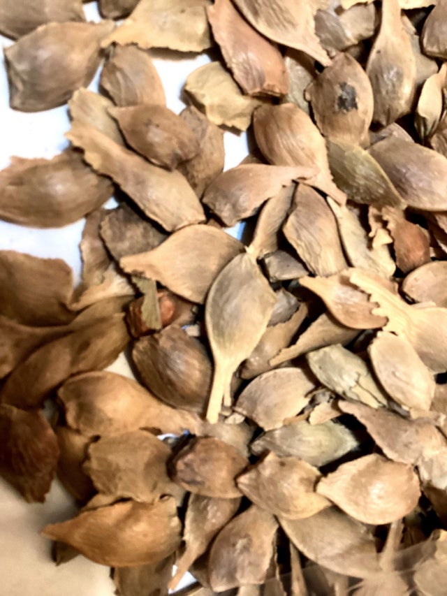 Maple | TreeSeedMan.Com TREE, SHRUB & FLOWER SEEDS,  250+ TYPES