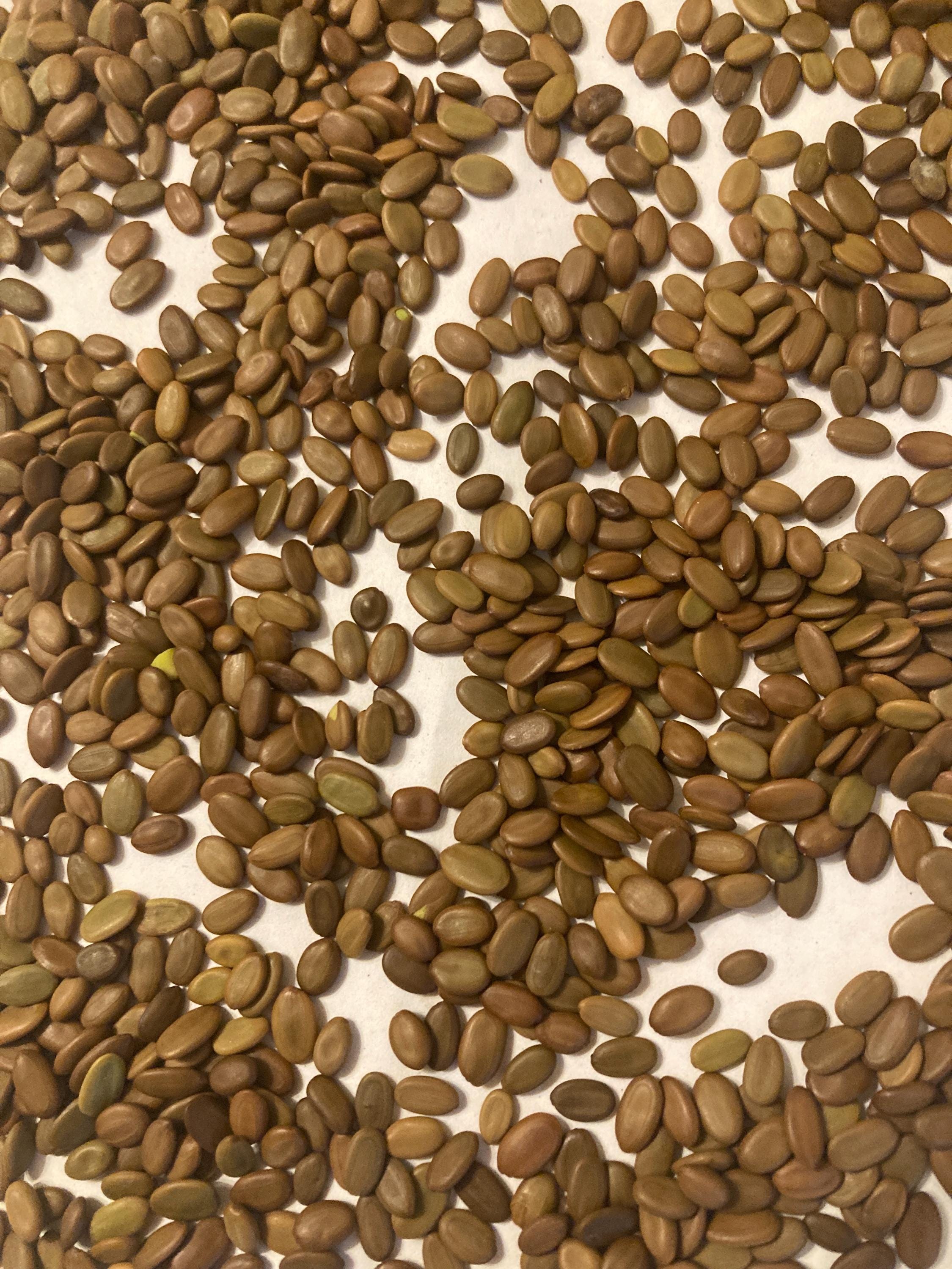silk-tree-seeds-albizia-julibrissin-persian-silk-mimosa