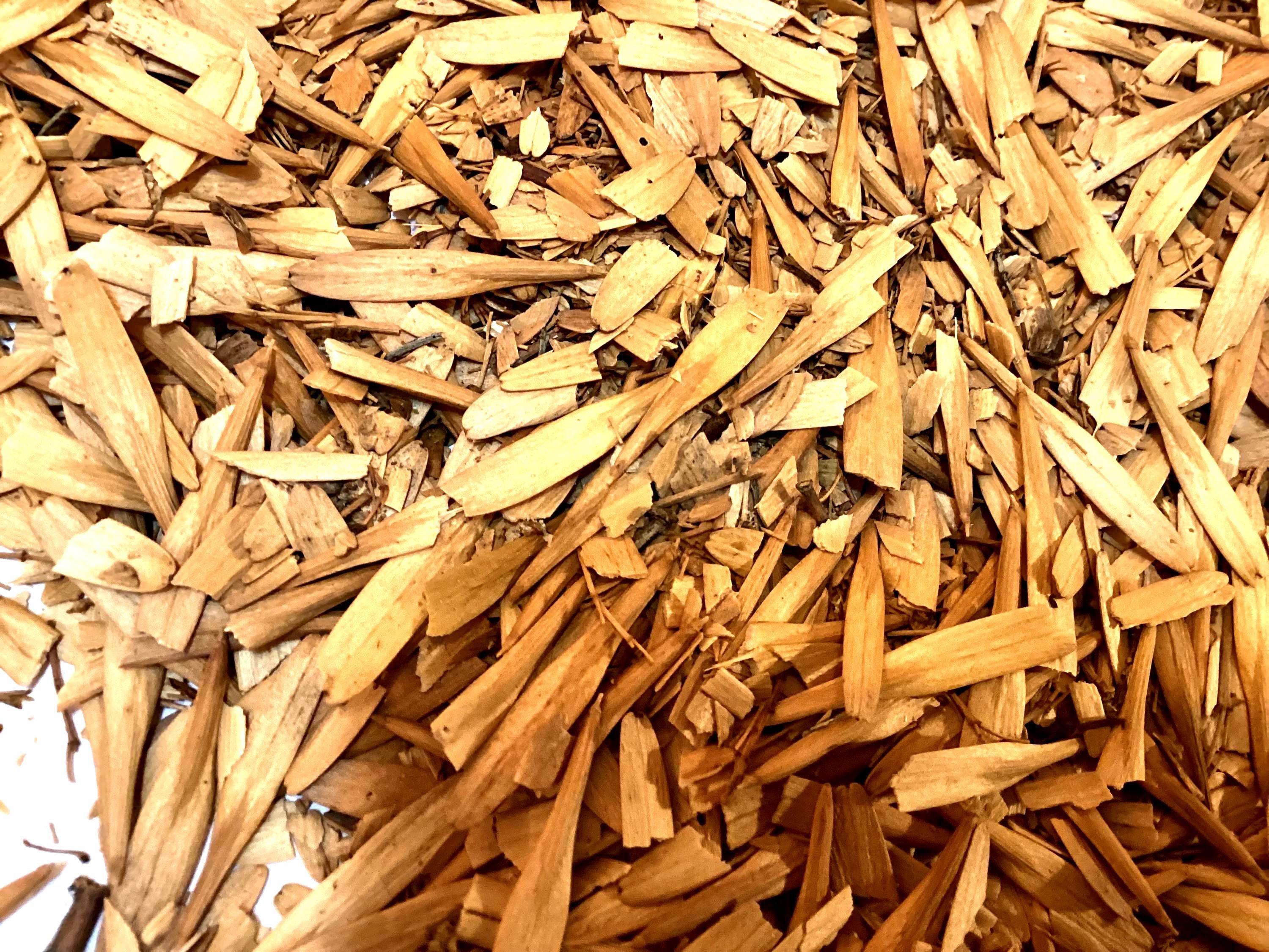 Green Ash Tree Seeds FRAXINUS PENNSYLVANIA LANCEOLATA Wings green-ash-tree-seeds-fraxinus-pennsylvania-lanceolata-wings