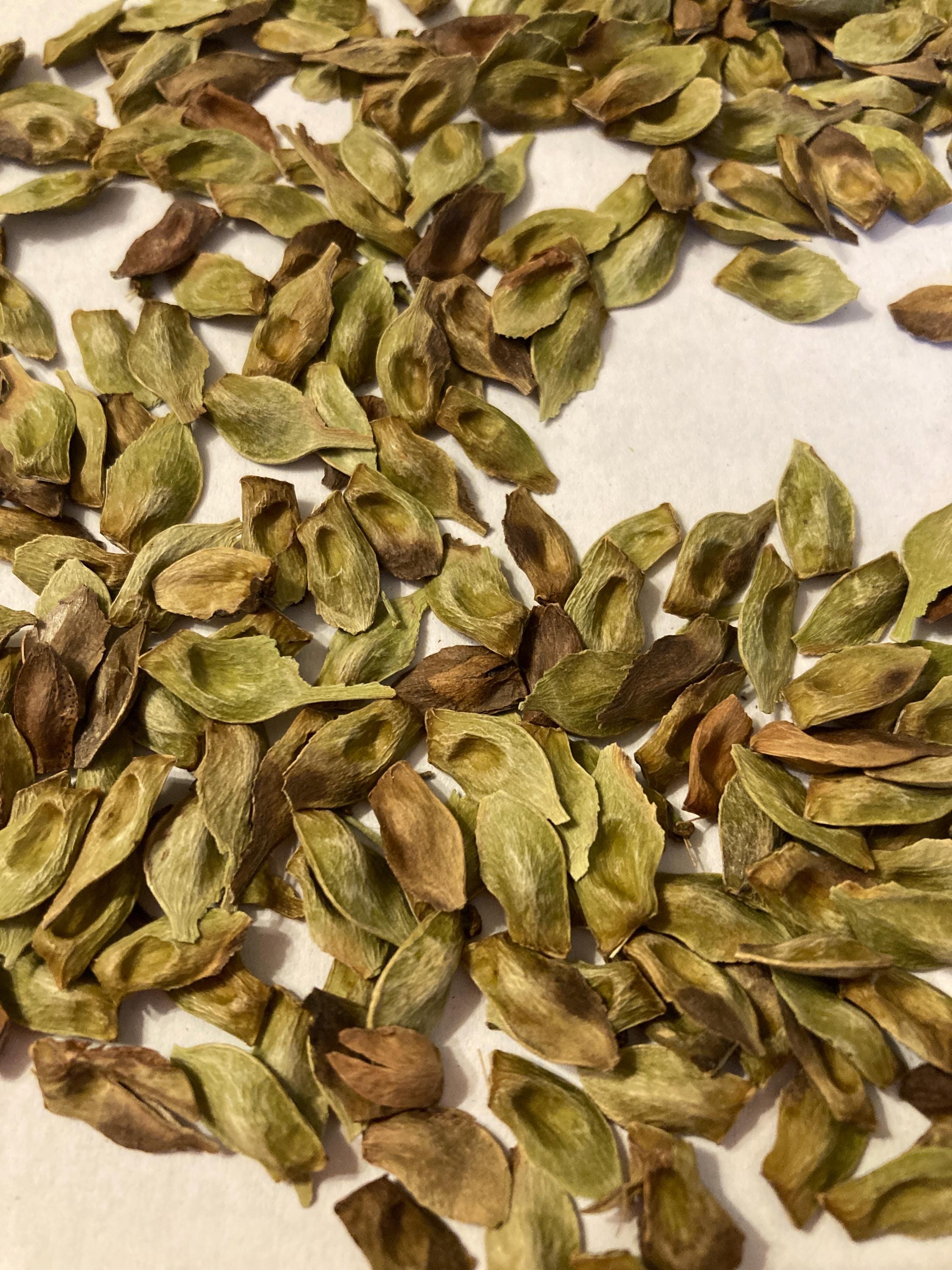 Striped Maple Tree Seeds (Acer Pensylvanicum) | TreeSeedMan.Com