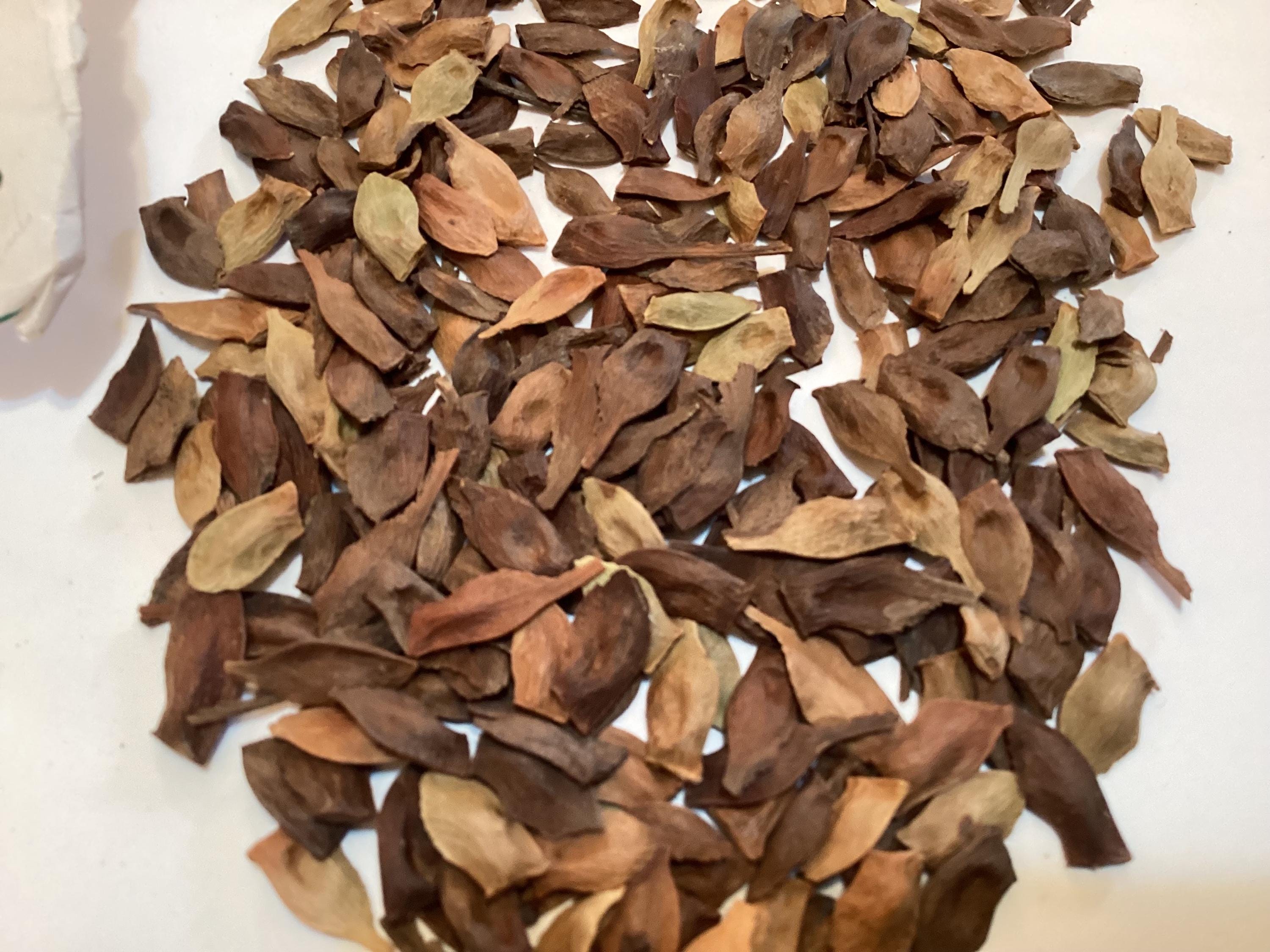 Goosefoot Maple Tree Seeds (ACER PENSYLVANICUM) (Striped Maple ...