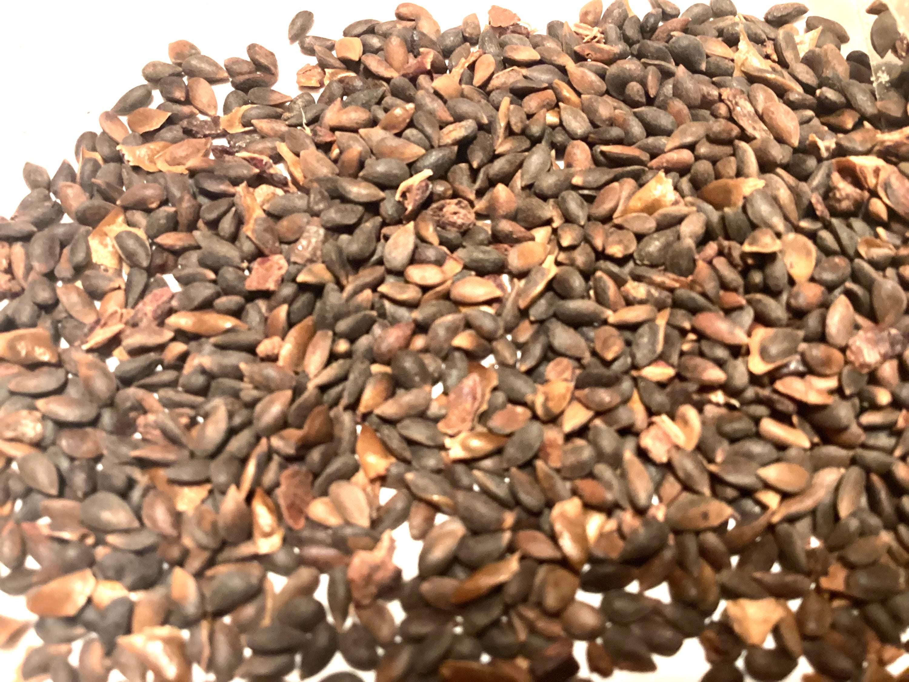serbian-spruce-tree-seeds-picea-omorika-treeseedman-com-tree-shrub