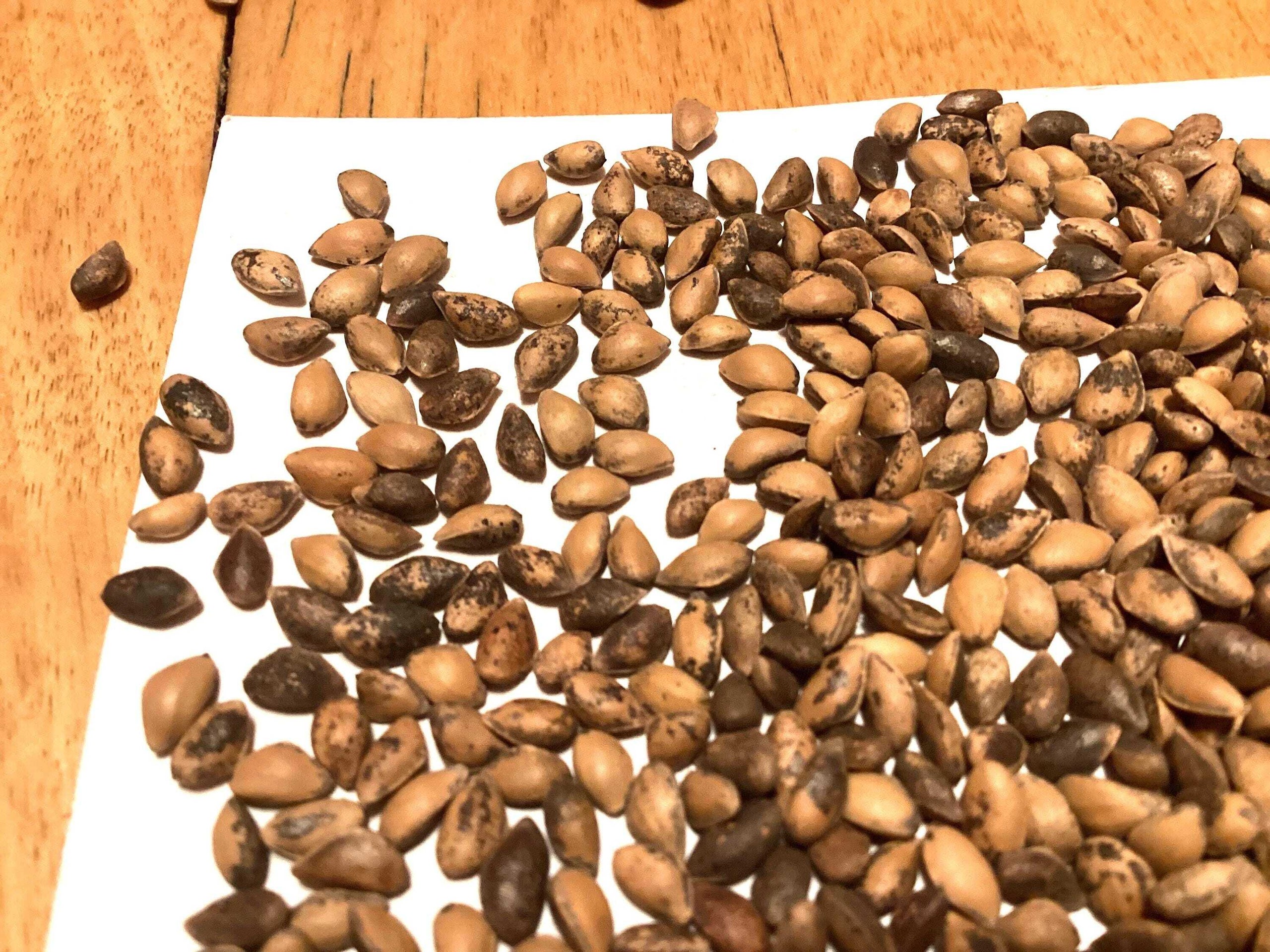 Baguio Pine Tree Seeds (PINUS KESIYA) (Khasi Pine) (Benquet Pine