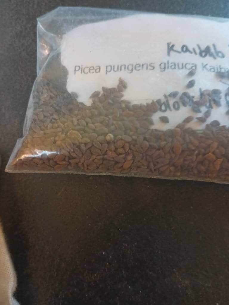 kaibab-blue-spruce-tree-seeds-picea-pungens-glauca-kaibab-colorado