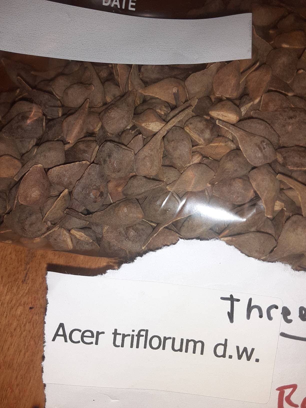 Three Flowered Maple Tree Seeds Acer Triflorum TreeSeedMan Com TREE three-flowered-maple-tree-seeds-acer-triflorum-treeseedman-com-tree
