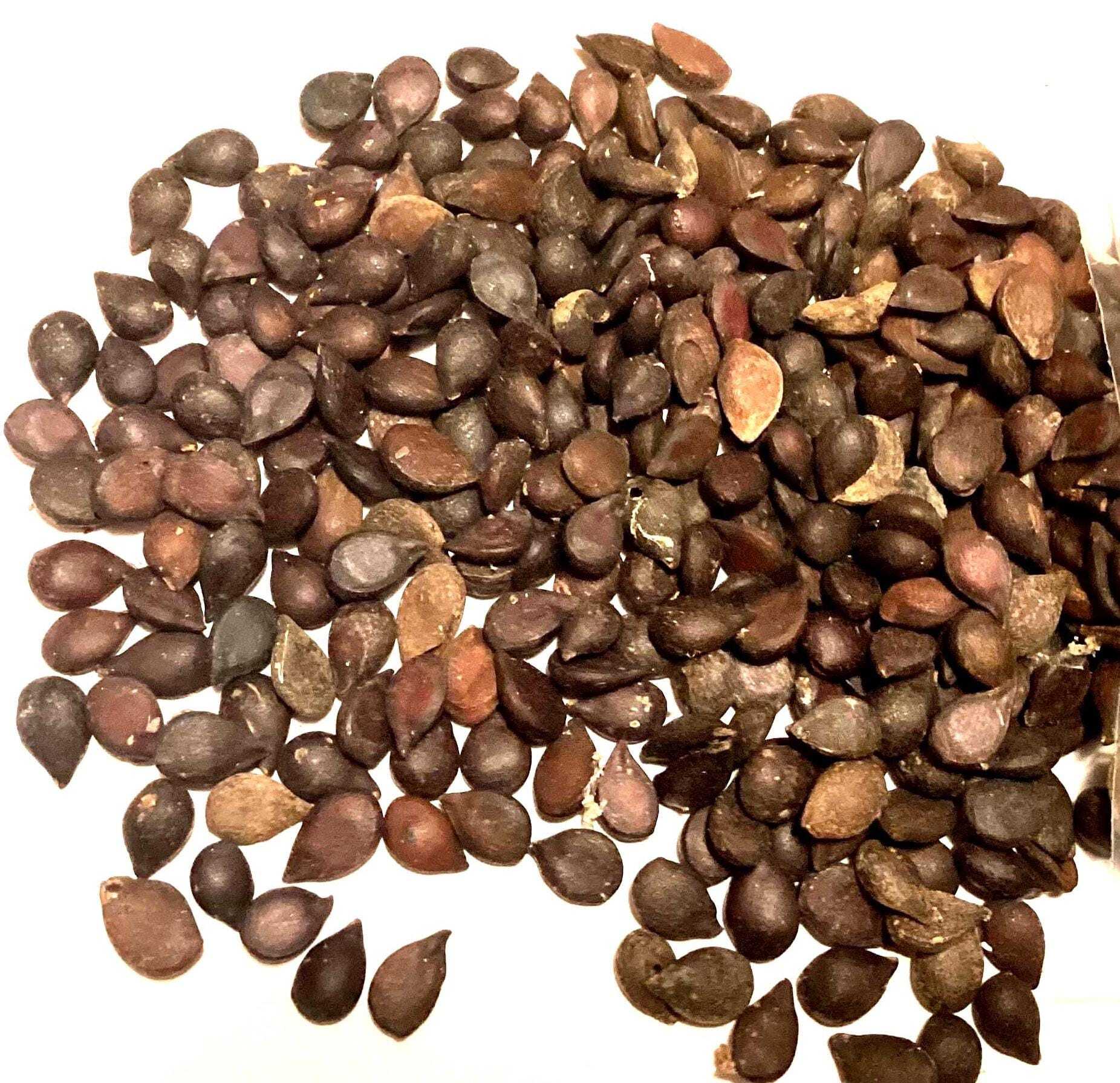 Ussurian Pear Tree Seeds PYRUS USSURIENSIS Chinese Pear Harbin Pear ussurian-pear-tree-seeds-pyrus-ussuriensis-chinese-pear-harbin-pear