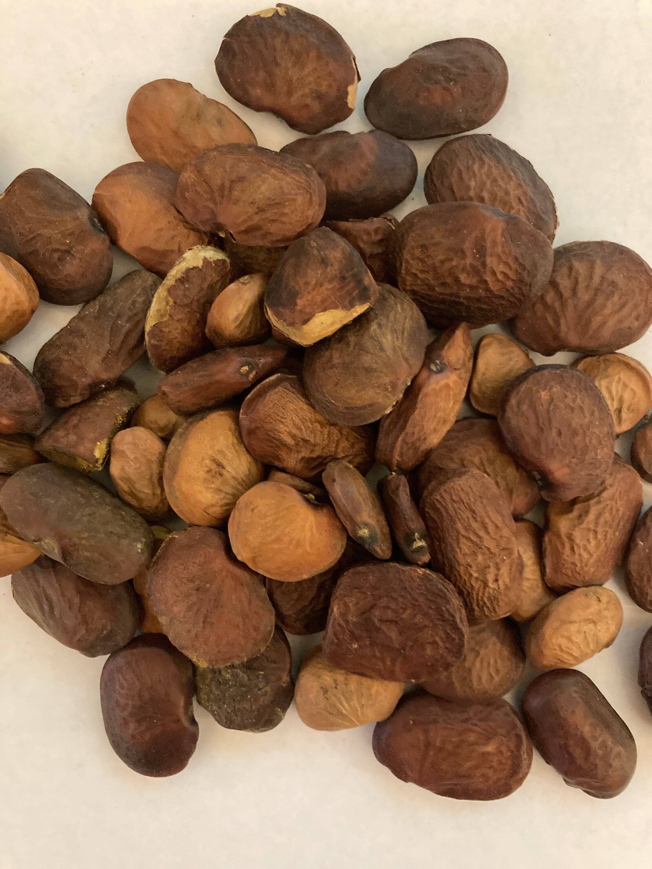 Indian Beech Tree Seeds (PONGAMIA PINNATA) | TreeSeedMan.Com TREE ...