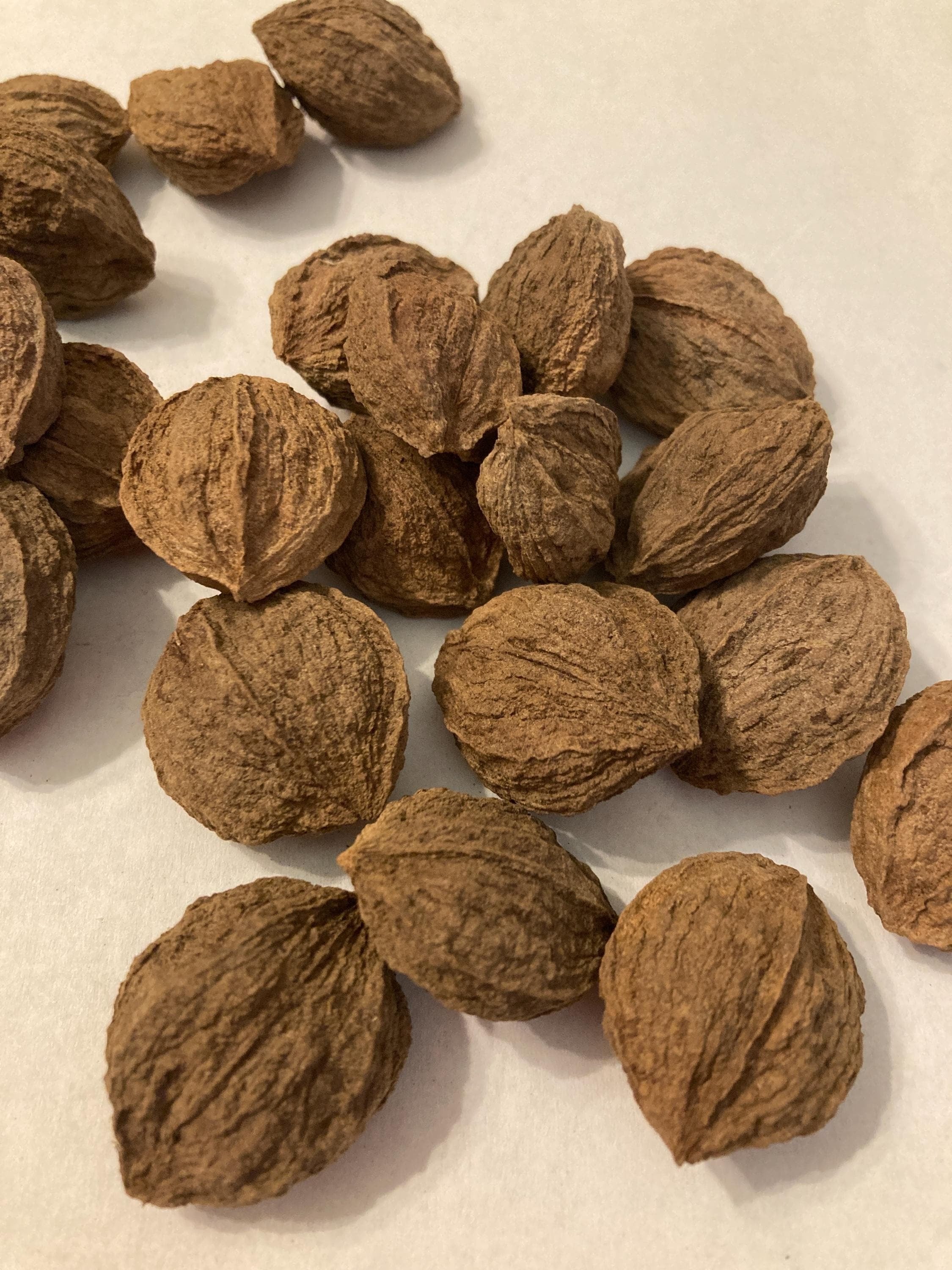 Water Hickory Tree Seeds CARYA AQUATICA Bitter Pecan TreeSeedMan water-hickory-tree-seeds-carya-aquatica-bitter-pecan-treeseedman