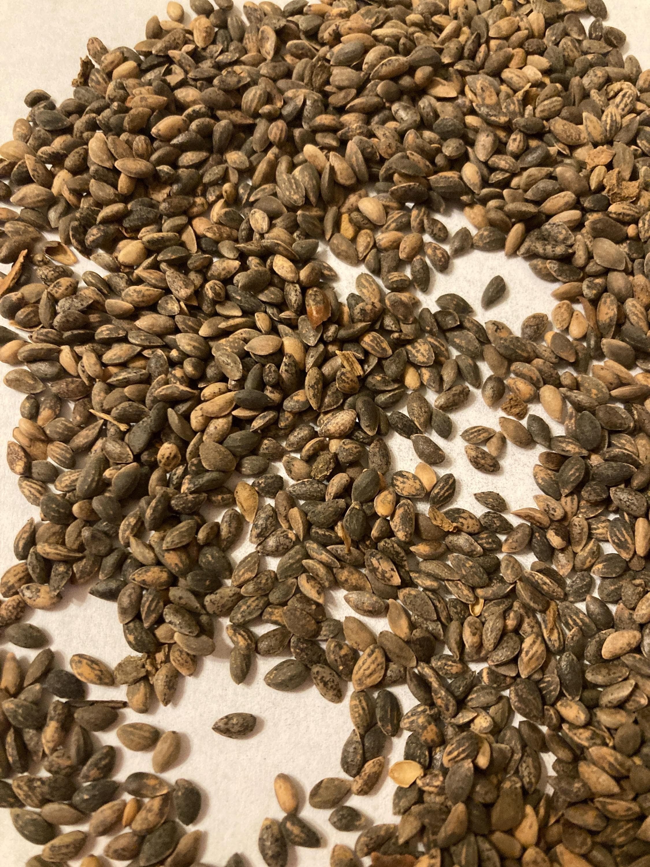 Sikang Pine Tree Seeds (PINUS DENSATA) TREE, SHRUB