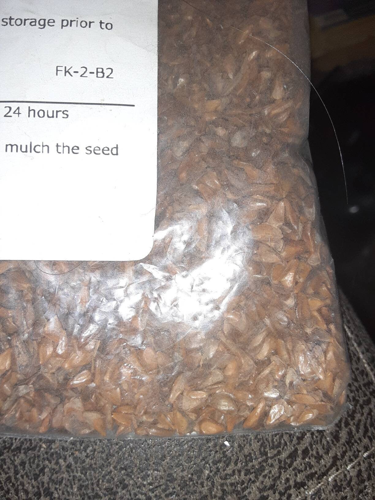 Manchurian Fir Tree Seeds (Abies Nephrolepis) TREE, SHRUB & FLOWER SEEDS