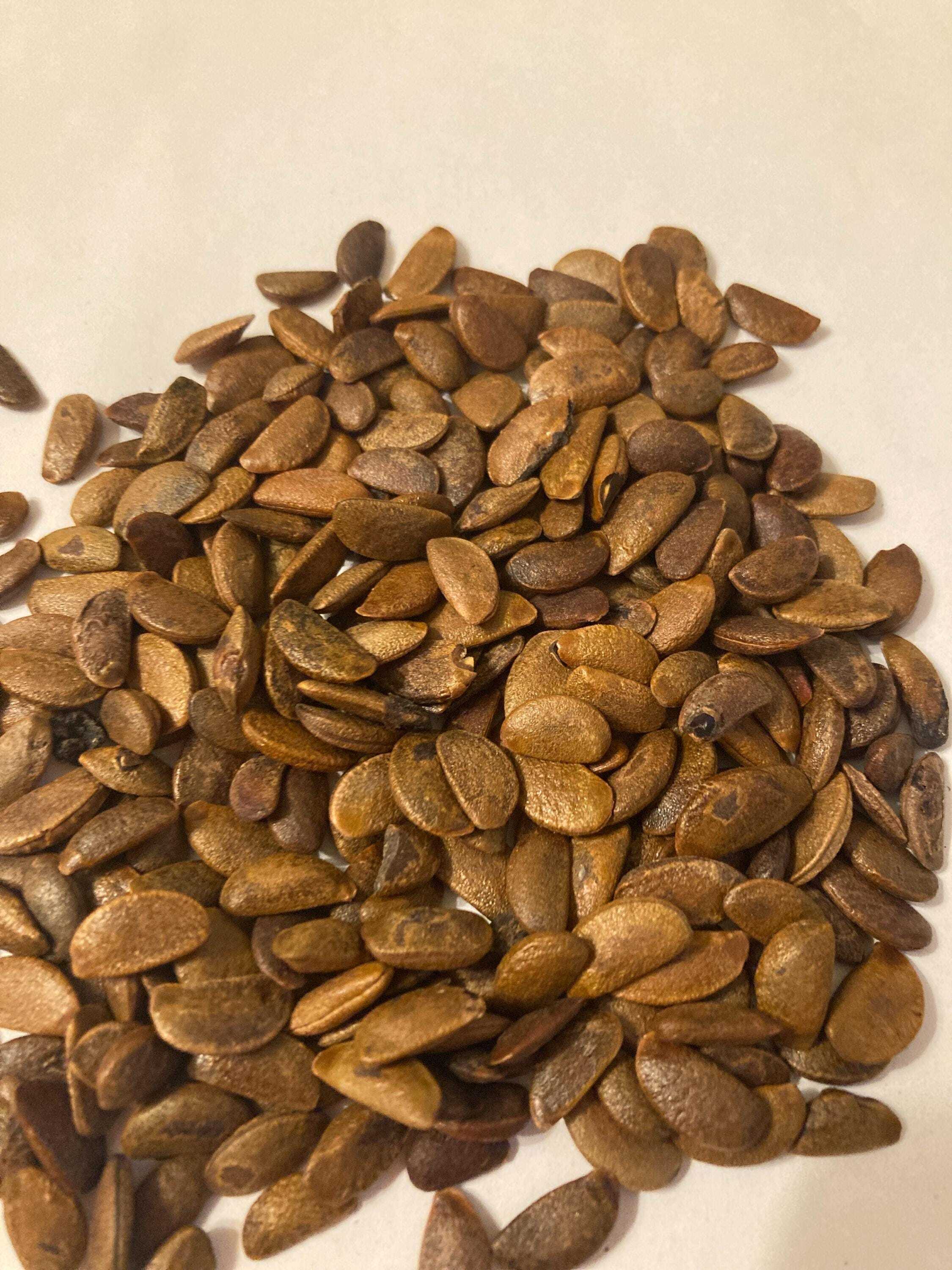 30 Date Plum Tree Seeds for Planting - Diospyros Lotus