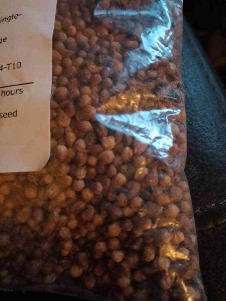 Oneseed Juniper Tree Seeds (Juniperus Monosperma) (Cherrystone Juniper