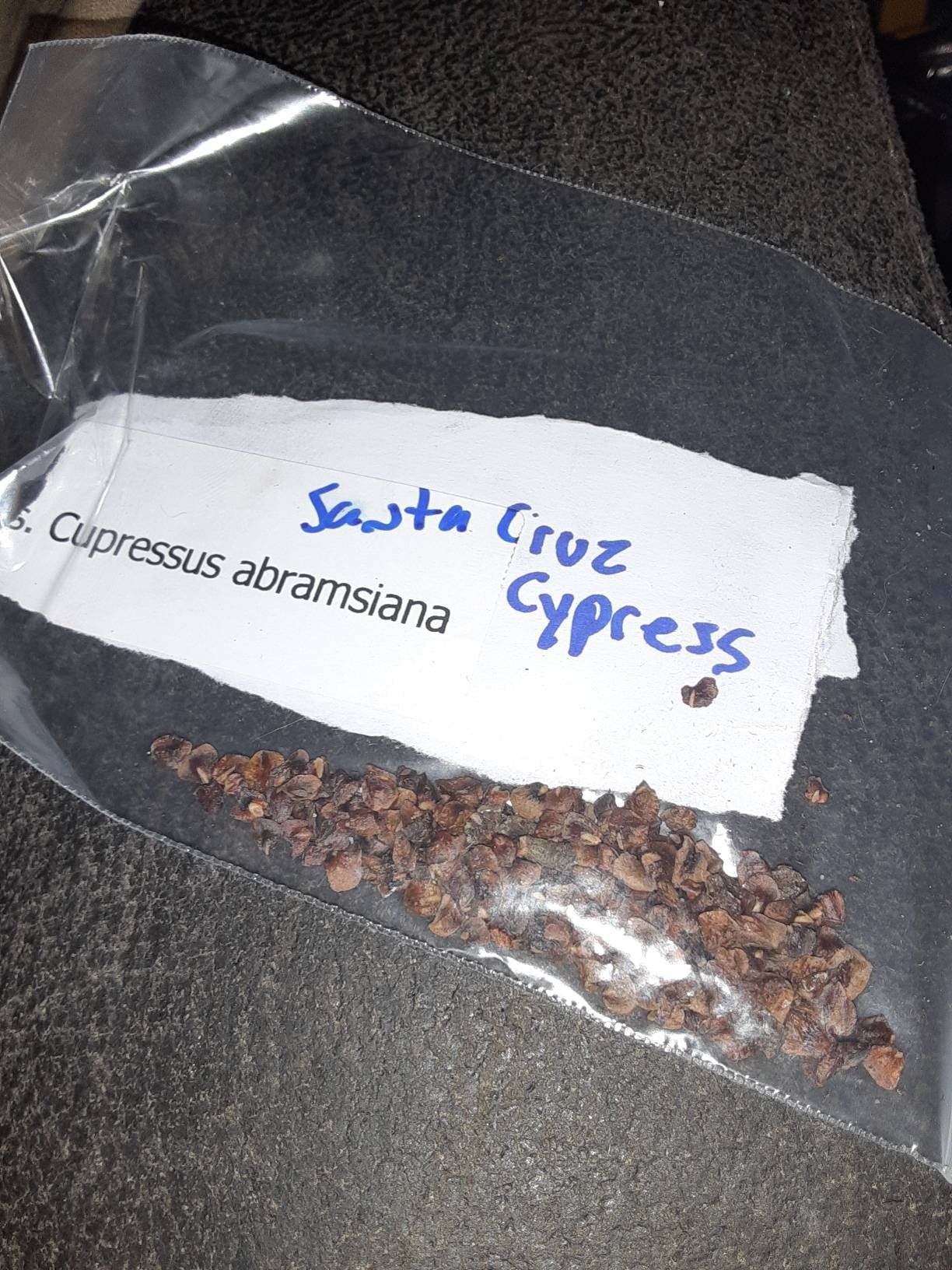 santa-cruz-cypress-tree-seeds-cupressus-abramsiana-treeseedman-com